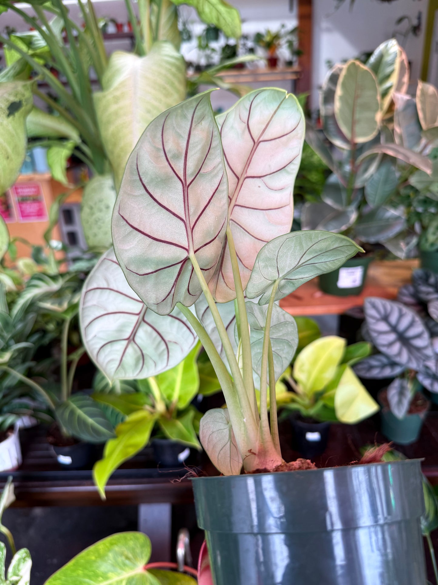 Alocasia ‘Silver Dragon’