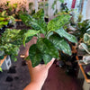 Aglaonema ‘Pictum Tricolor’