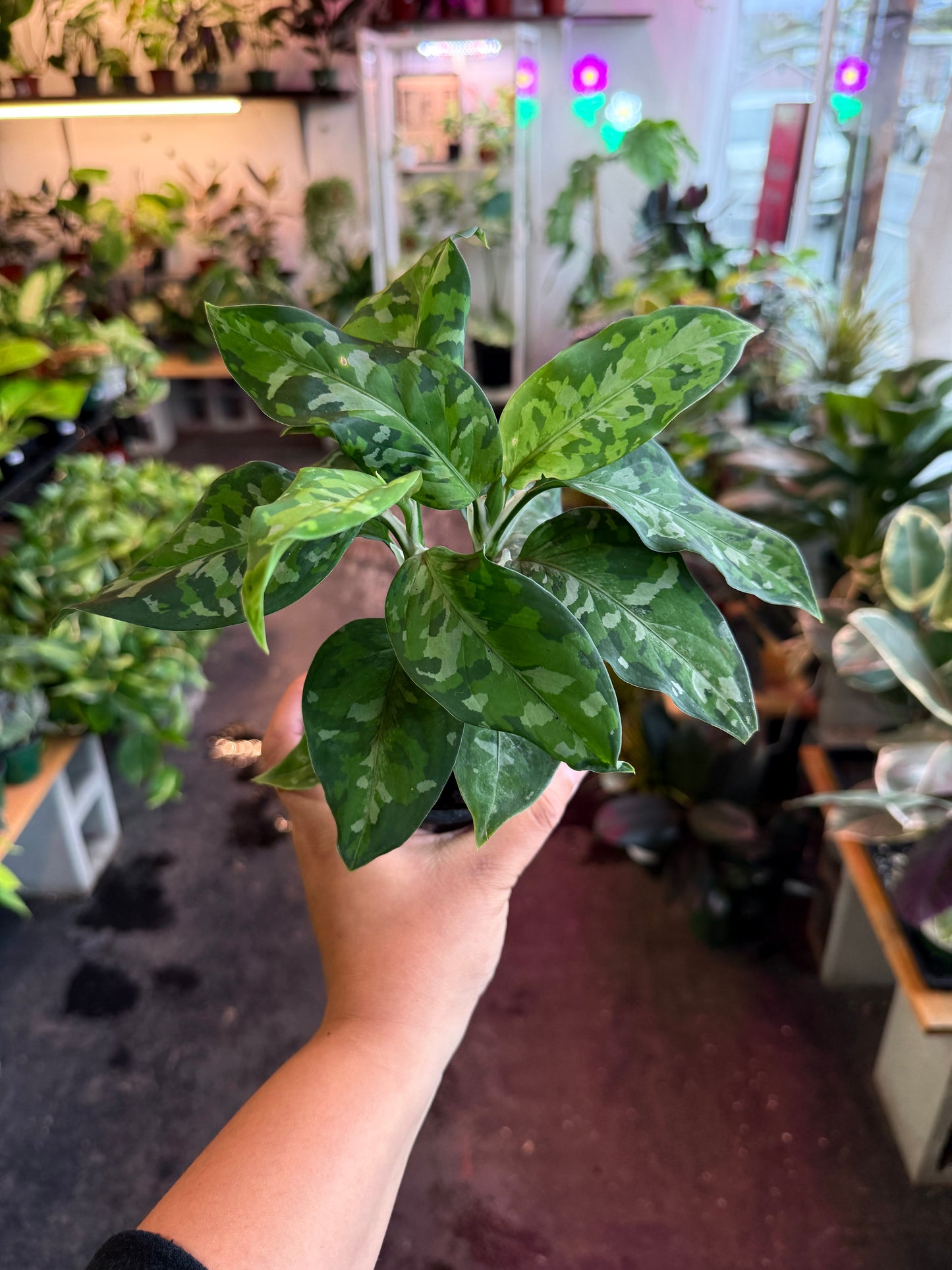 Aglaonema ‘Pictum Tricolor’