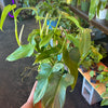 Philodendron 'Horsehead'