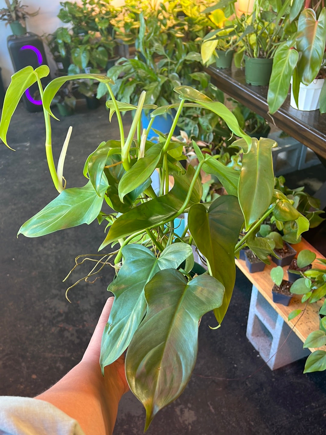 Philodendron 'Horsehead'