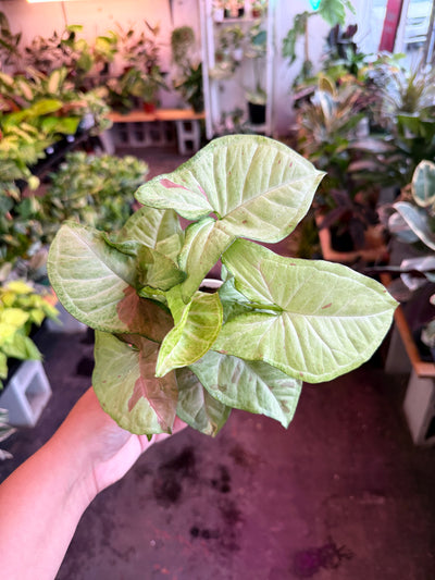 Syngonium 'Milk Confetti'