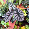 Alocasia ‘Silver Dragon’