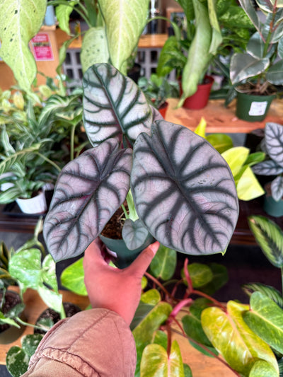 Alocasia ‘Silver Dragon’