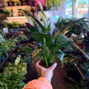 Spathiphyllum ‘Peace Lily'
