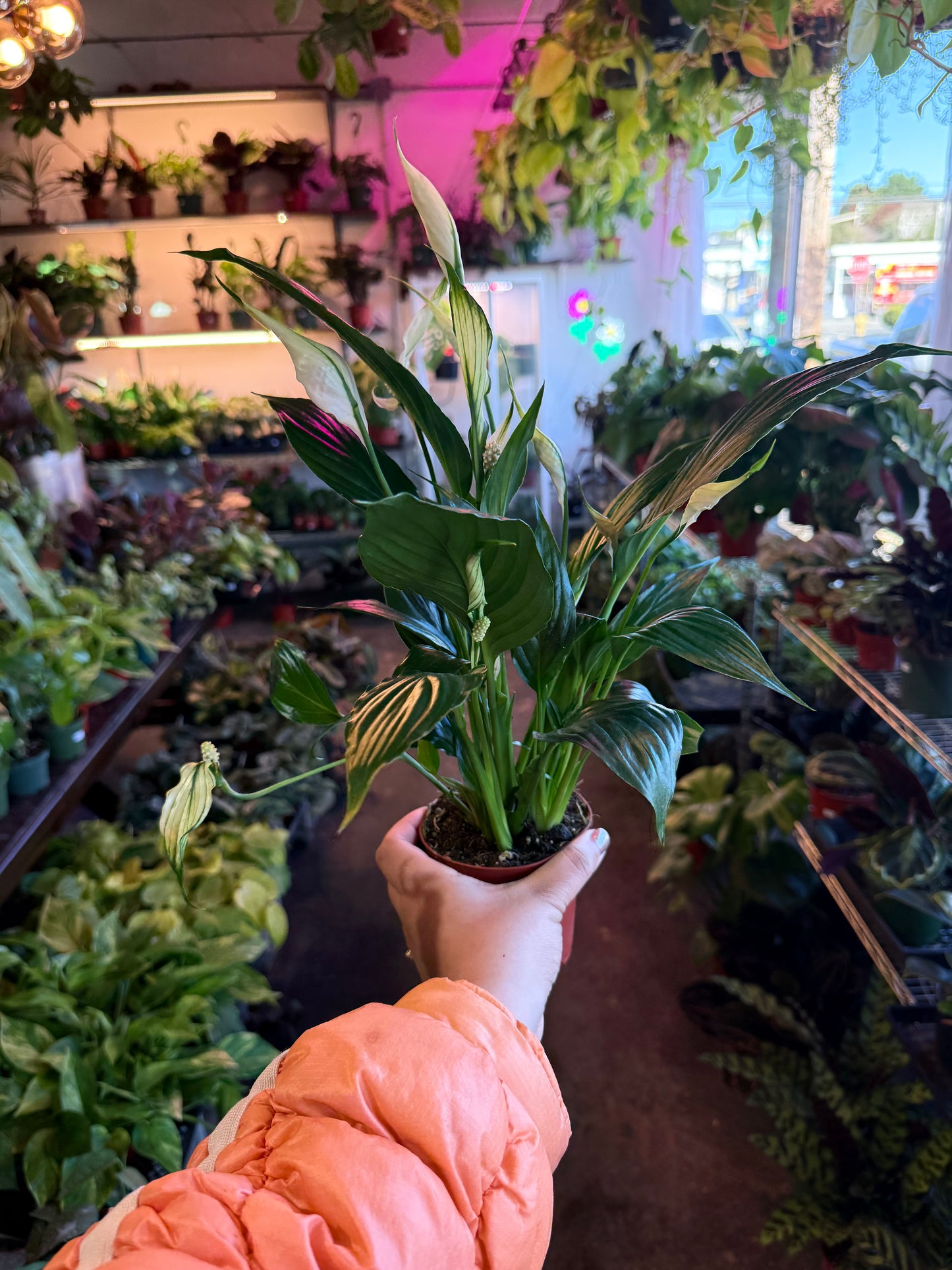 Spathiphyllum ‘Peace Lily'