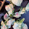 Syngonium 'Milk Confetti'
