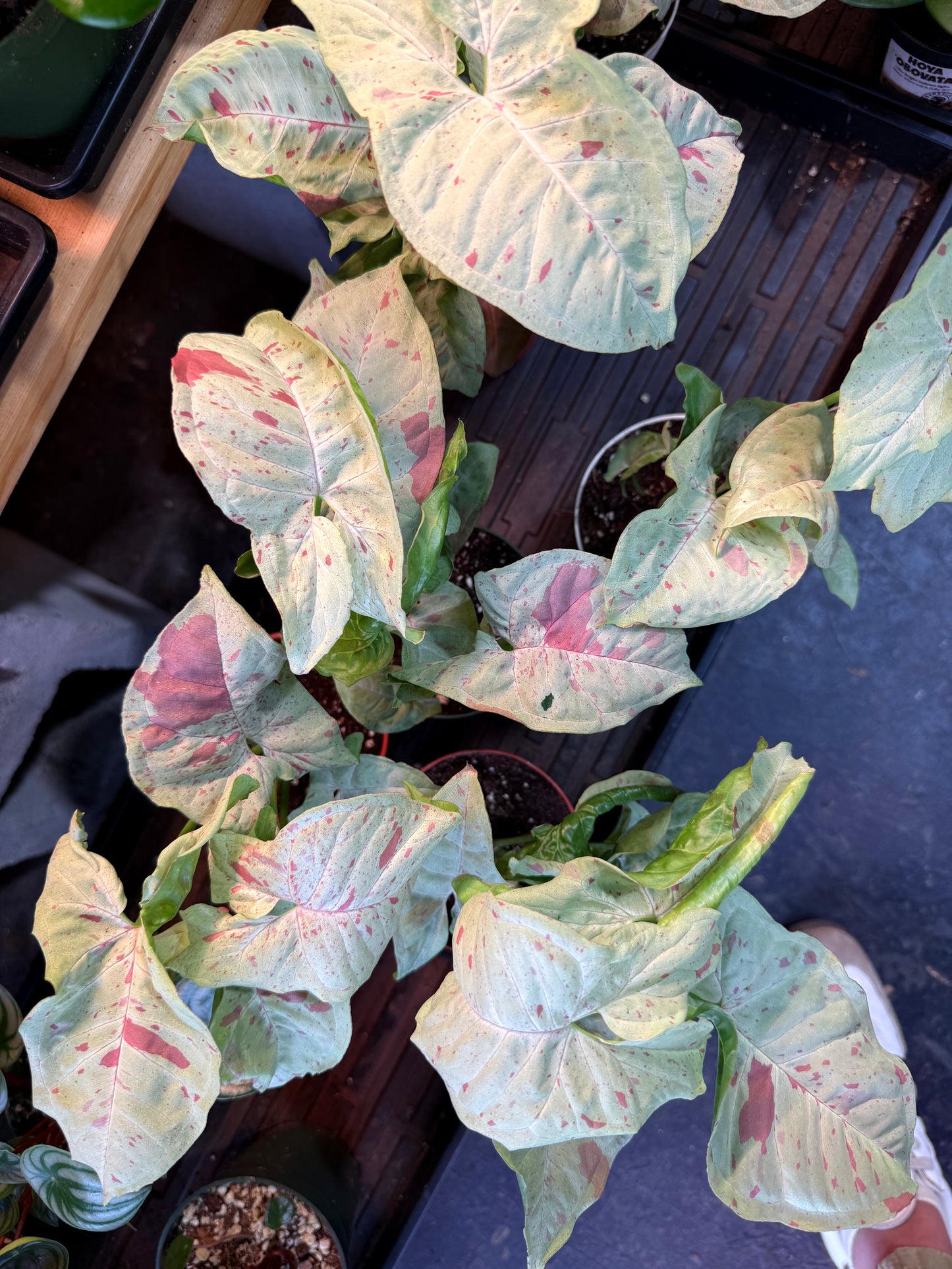 Syngonium 'Milk Confetti'