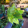 Philodendron Neon
