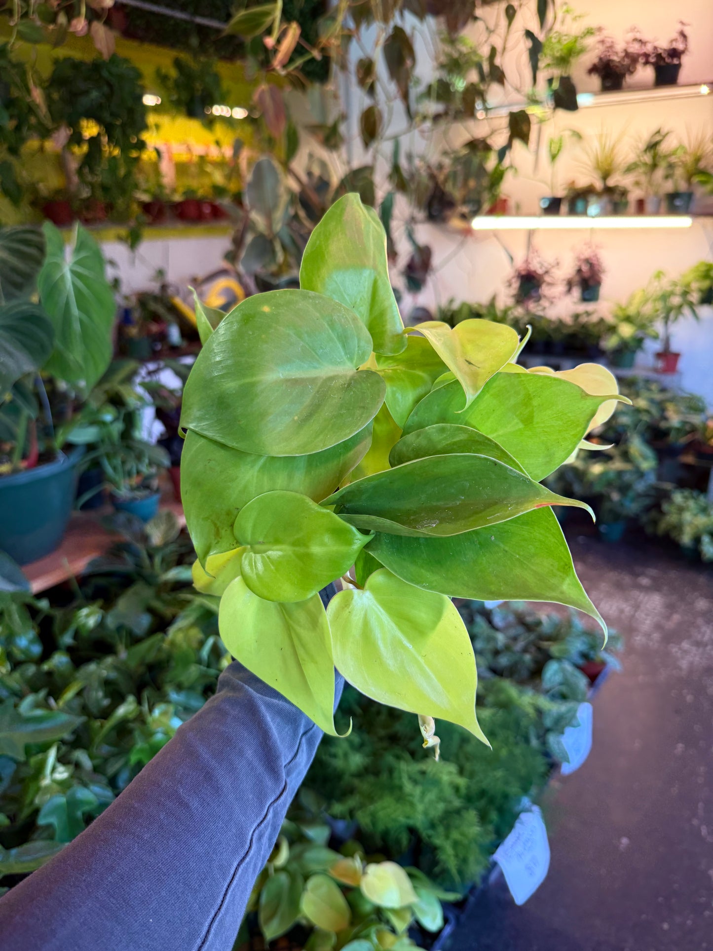 Philodendron Neon