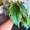 Philodendron ‘Choco Empress’