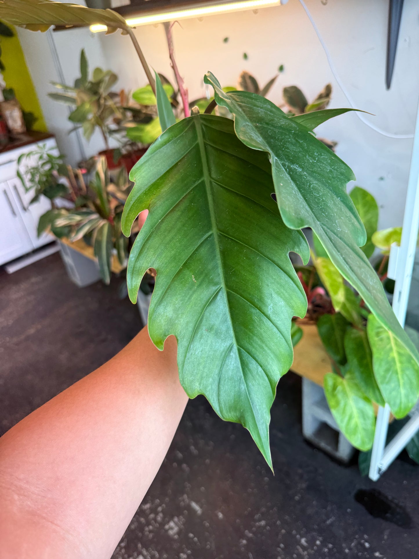 Philodendron ‘Choco Empress’