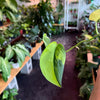 Pothos Jade Satin Variegated