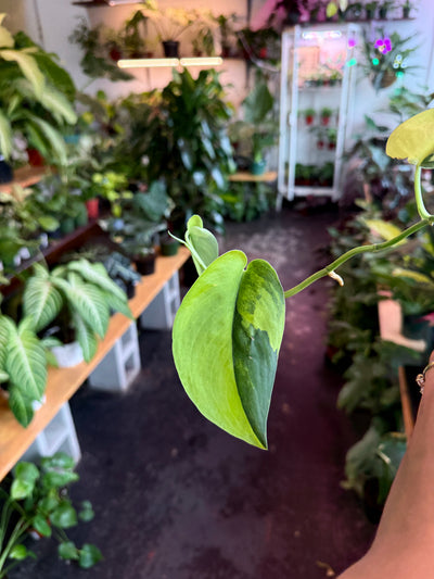 Pothos Jade Satin Variegated