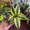 Sansevieria ‘Gold Hahnii’