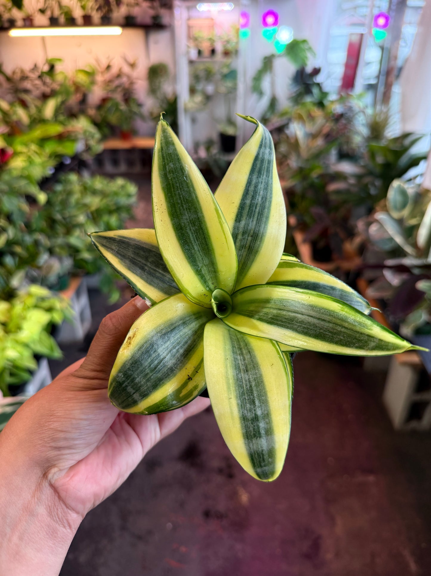 Sansevieria ‘Gold Hahnii’