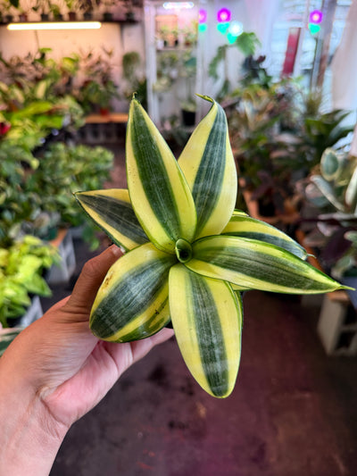 Sansevieria ‘Gold Hahnii’