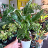Peace Lily ‘Domino’