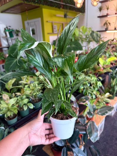 Peace Lily ‘Domino’