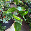 Philodendron Emerald Green