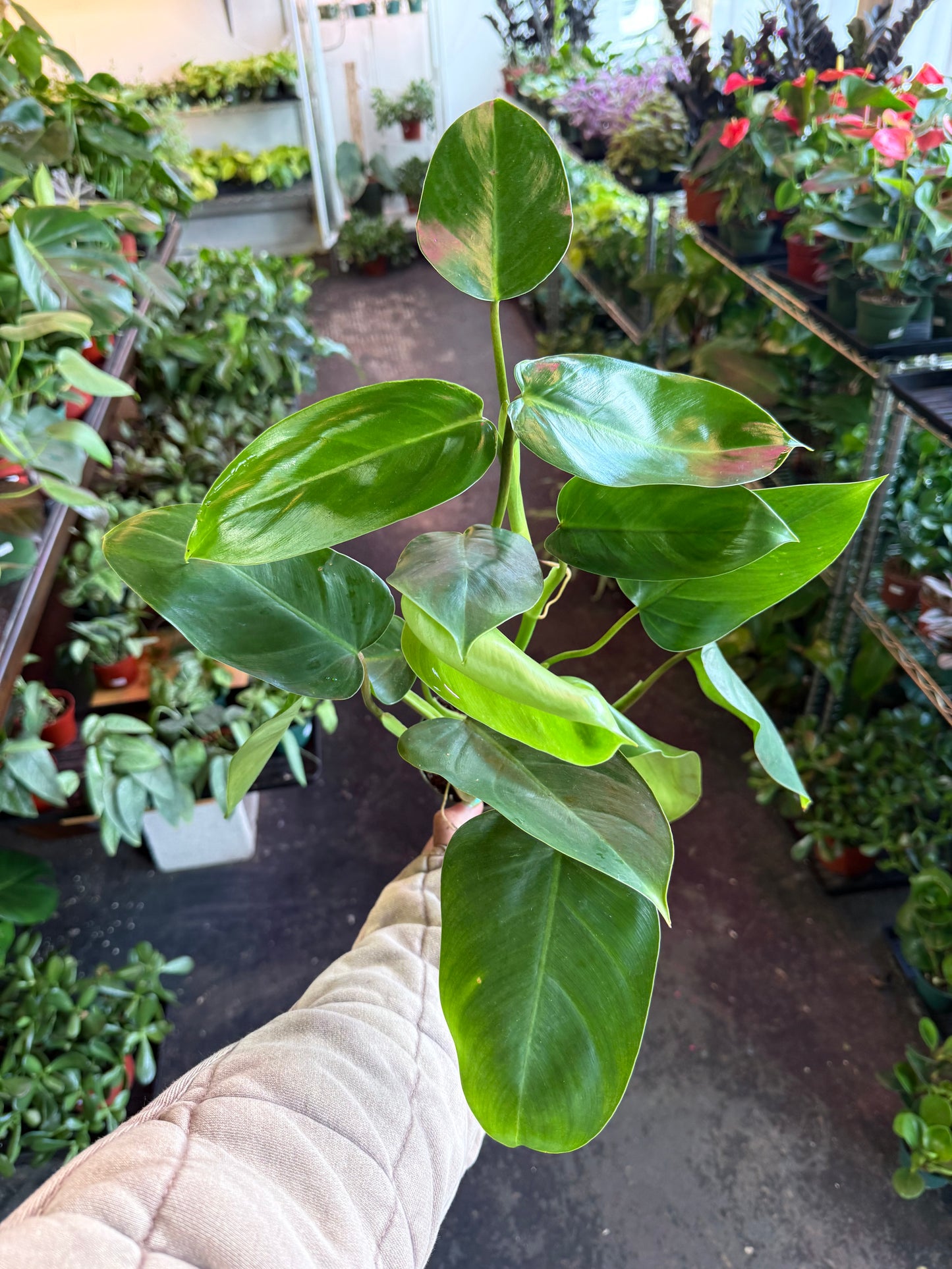Philodendron Emerald Green