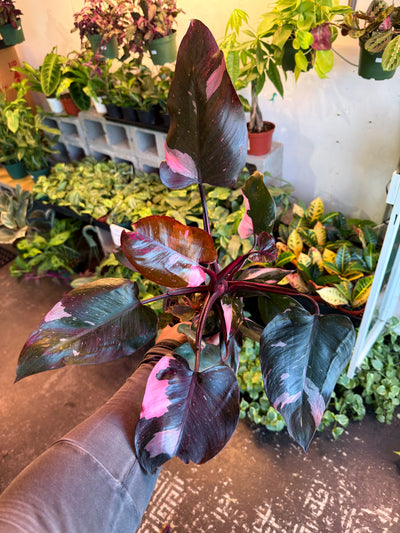 Philodendron 'Pink Princess'