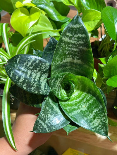 3 Easy Care Mystery Plants