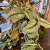 Scindapsus Pictus 'Exotica'