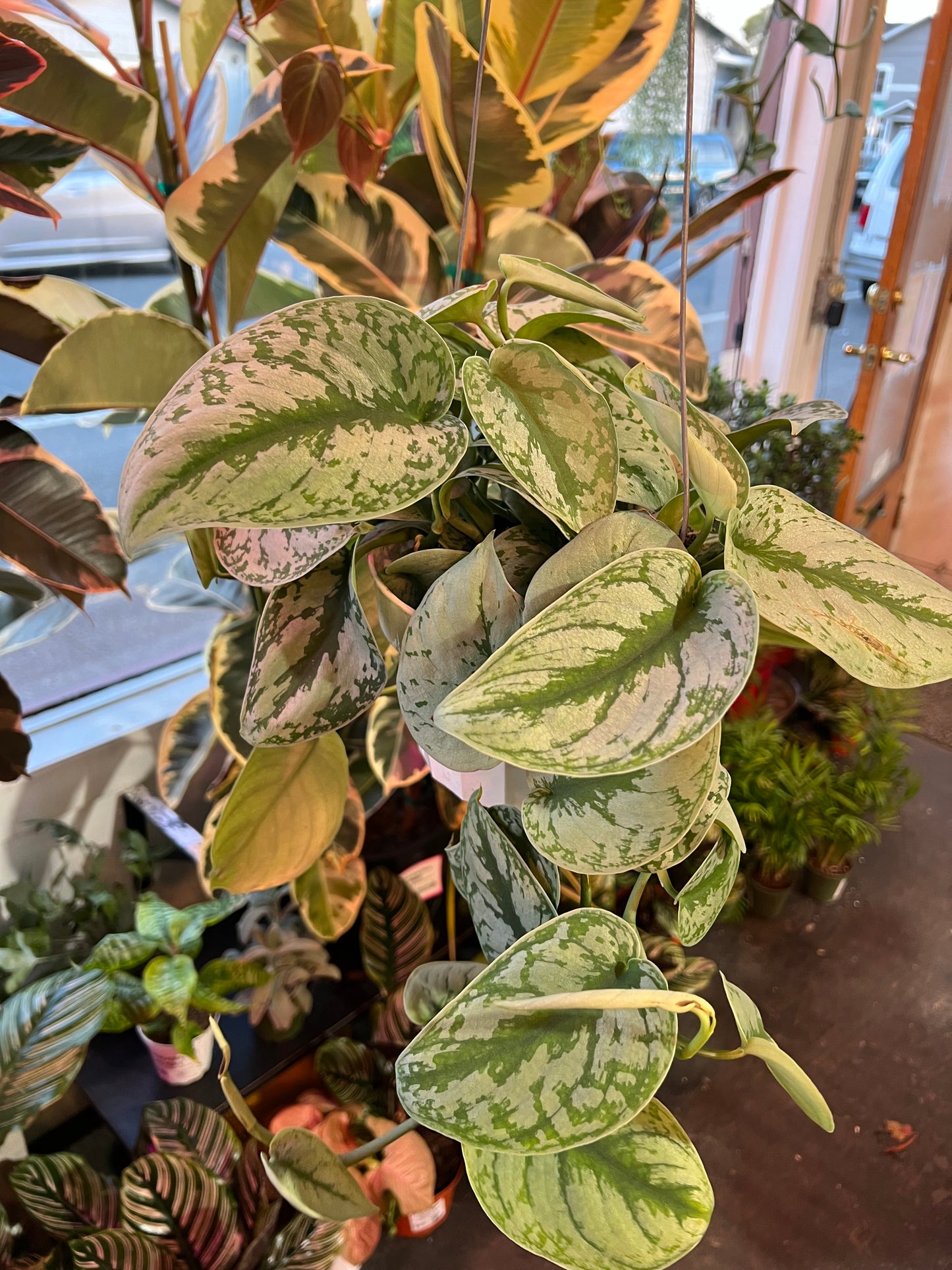 Scindapsus Pictus 'Exotica'
