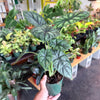 Alocasia 'Dragon Scale'