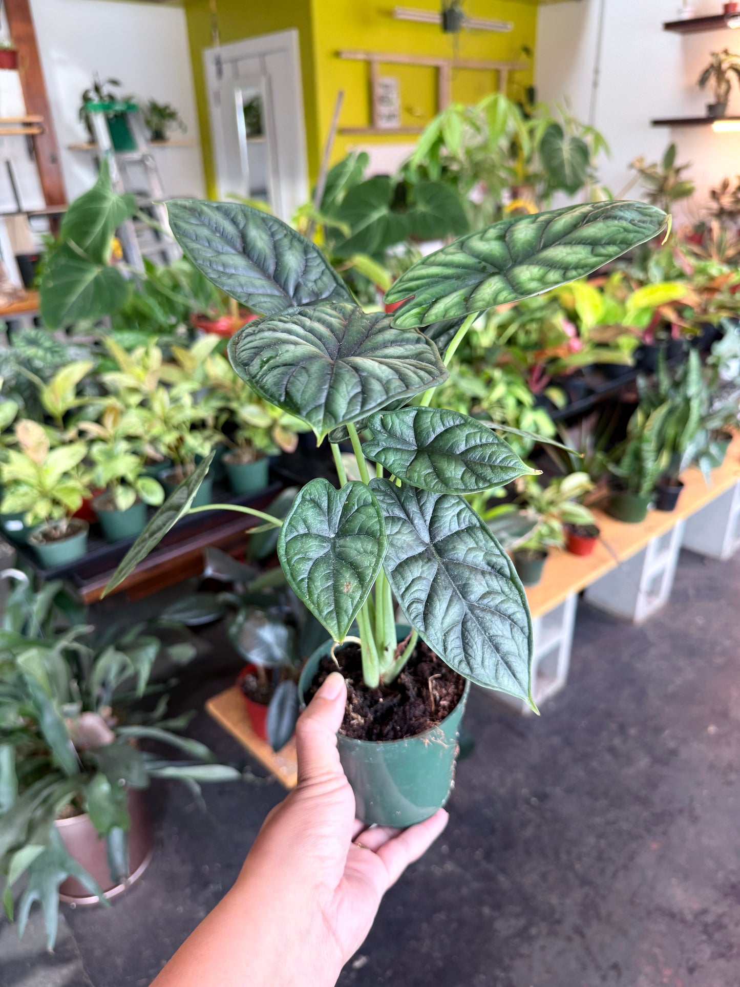 Alocasia 'Dragon Scale'