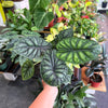 Alocasia 'Dragon Scale'