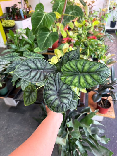 Alocasia 'Dragon Scale'