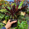Calathea Lancifolia 'Rattlesnake'