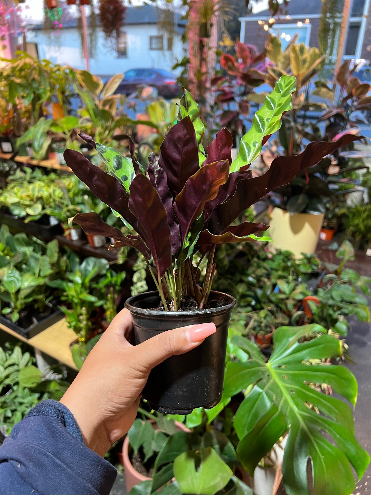 Calathea Lancifolia 'Rattlesnake'
