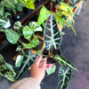 Alocasia Amazonica 'Bambino'