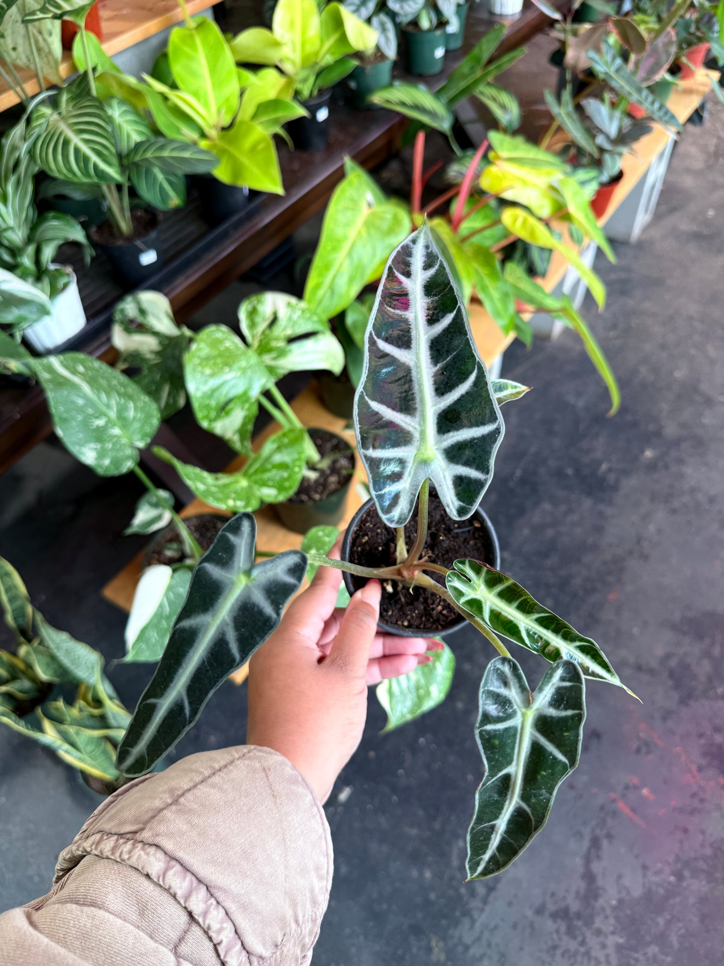 Alocasia Amazonica 'Bambino'