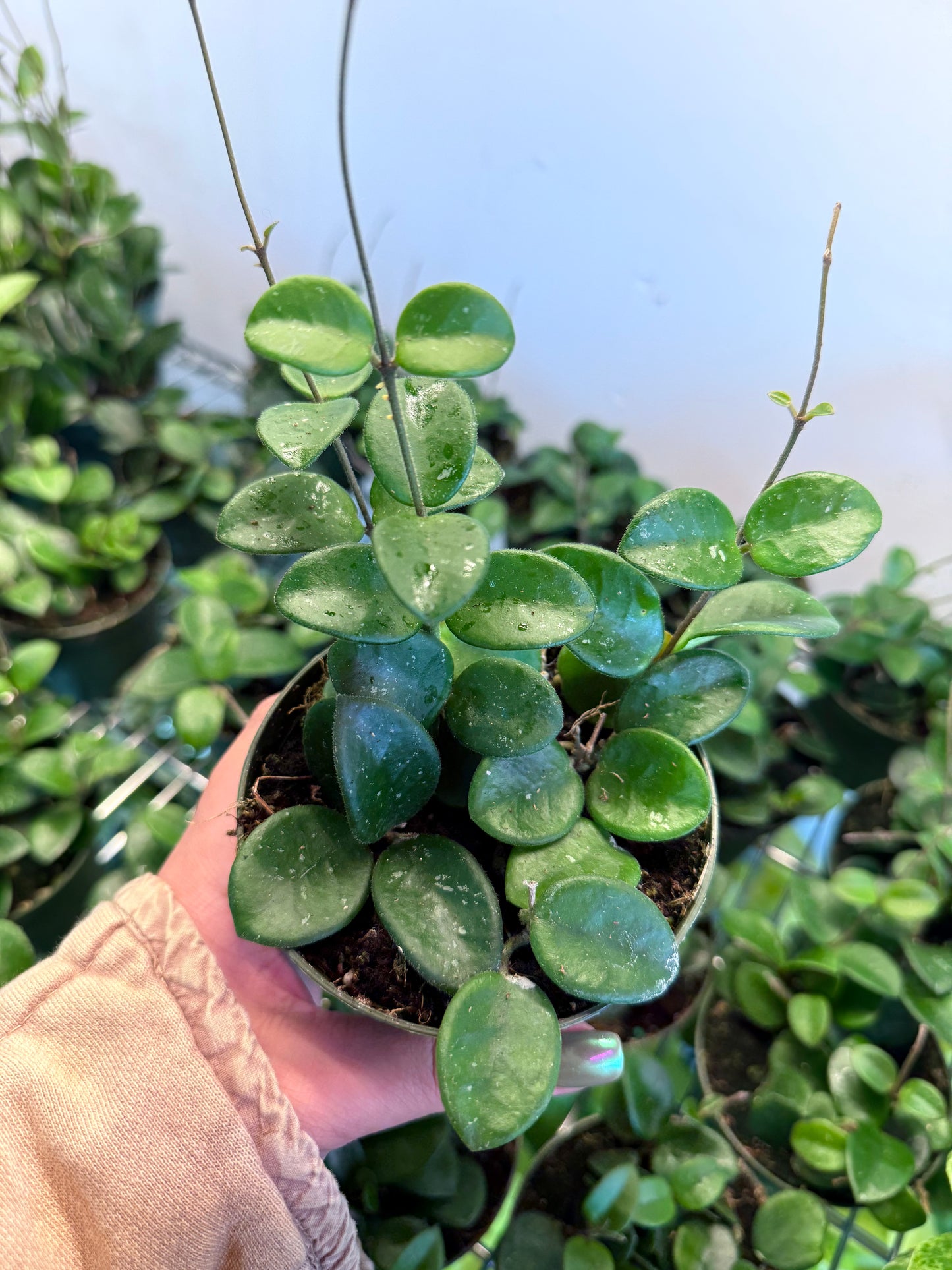 Hoya ‘Mathilde Splash’