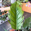 Philodendron ‘Choco Empress’