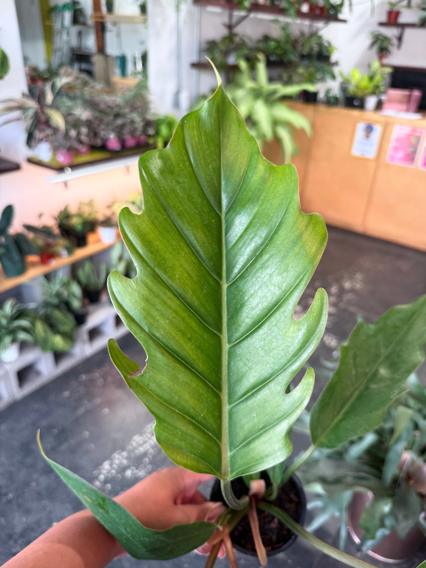 Philodendron ‘Choco Empress’