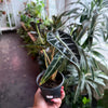 Alocasia Amazonica 'Bambino'