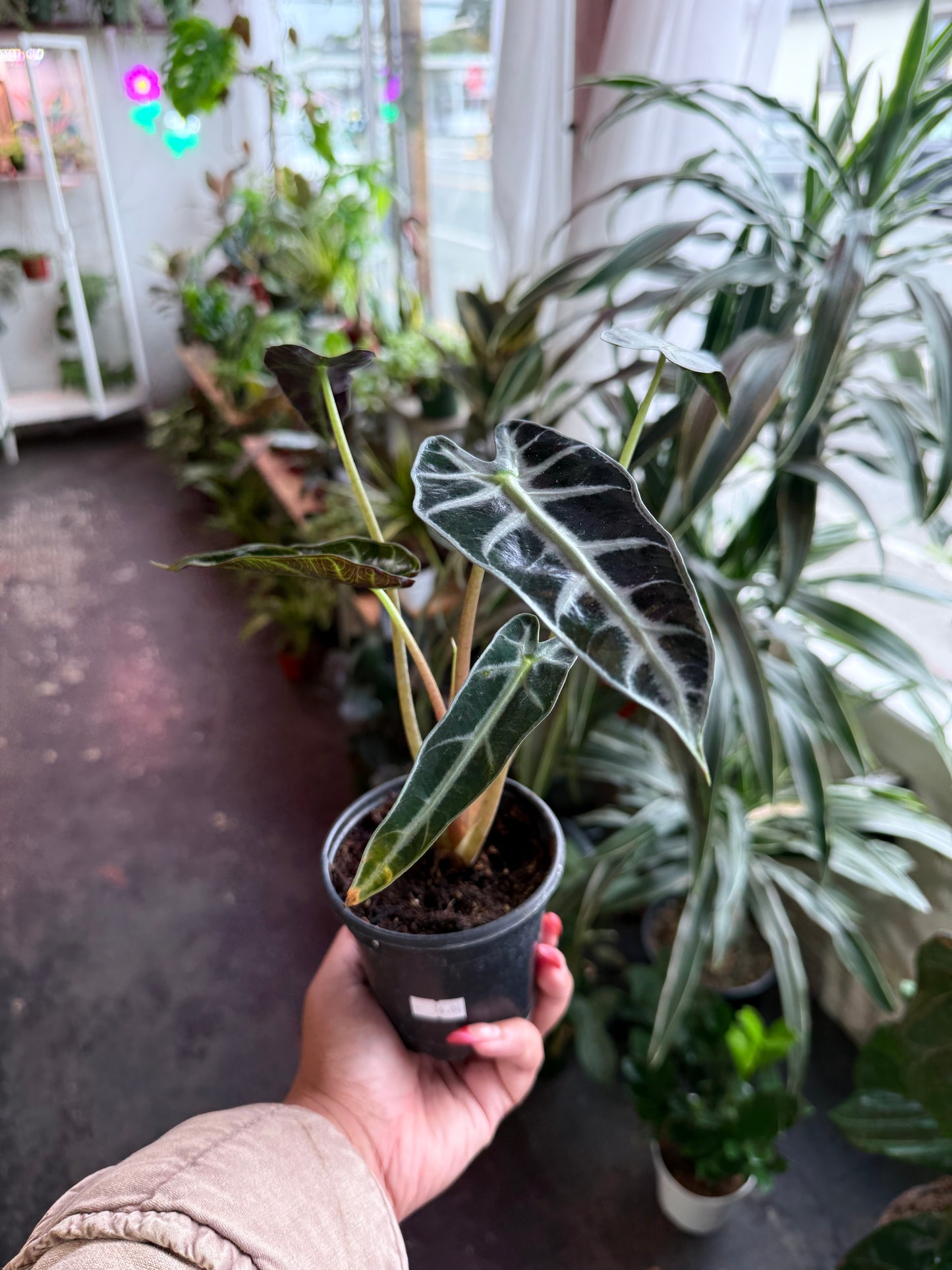 Alocasia Amazonica 'Bambino'