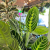 Maranta Lemon Lime