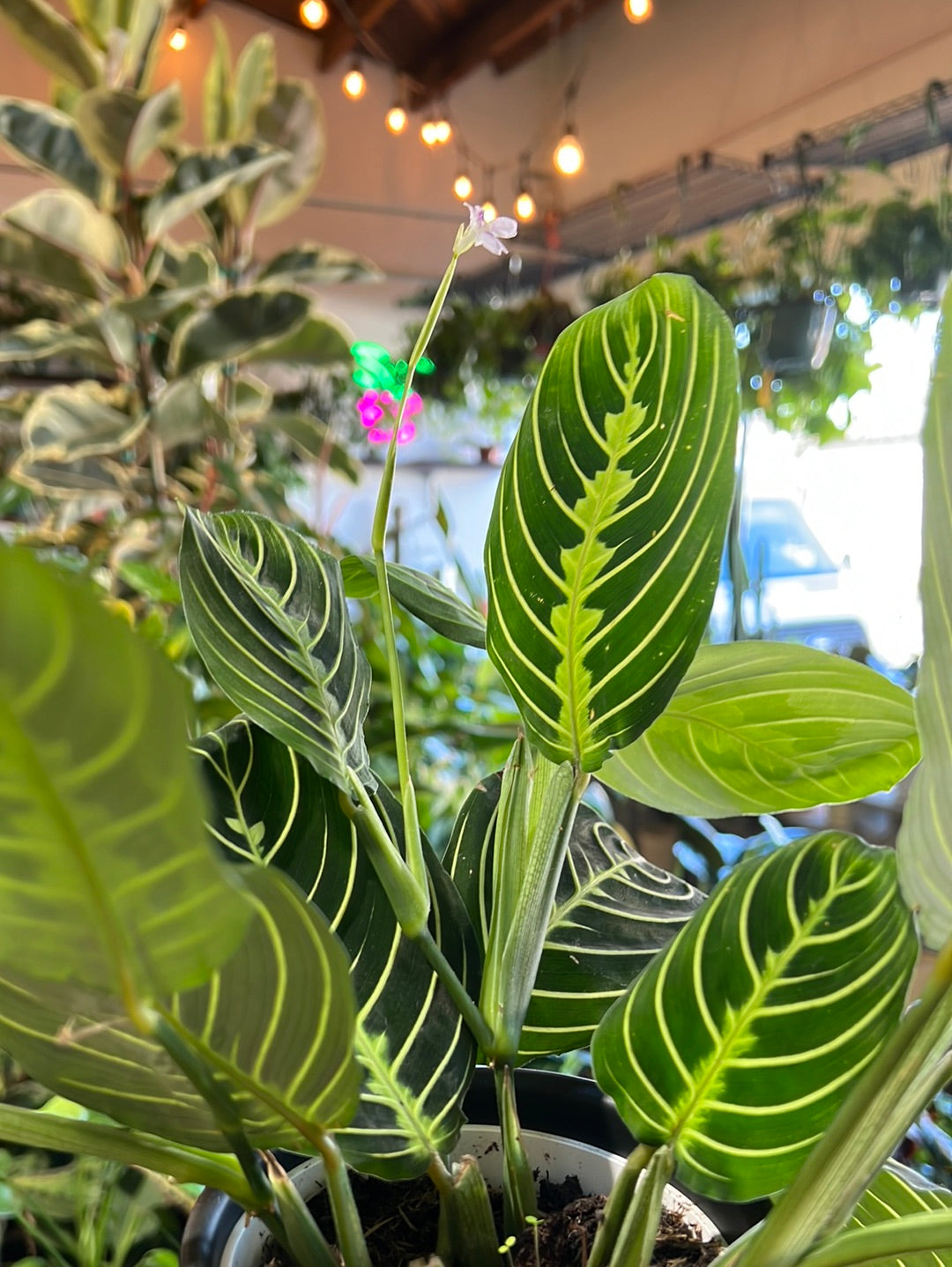 Maranta Lemon Lime