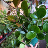 Hoya 'Australis'