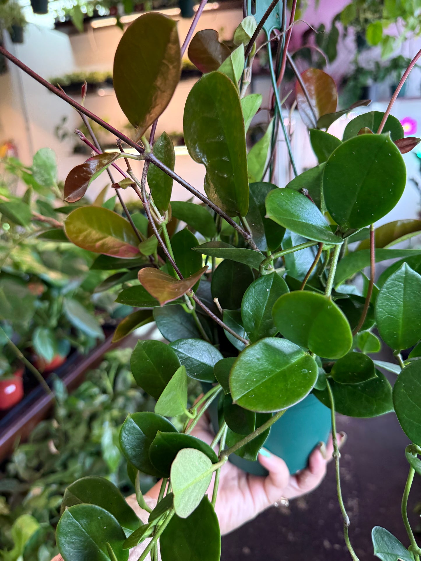 Hoya 'Australis'
