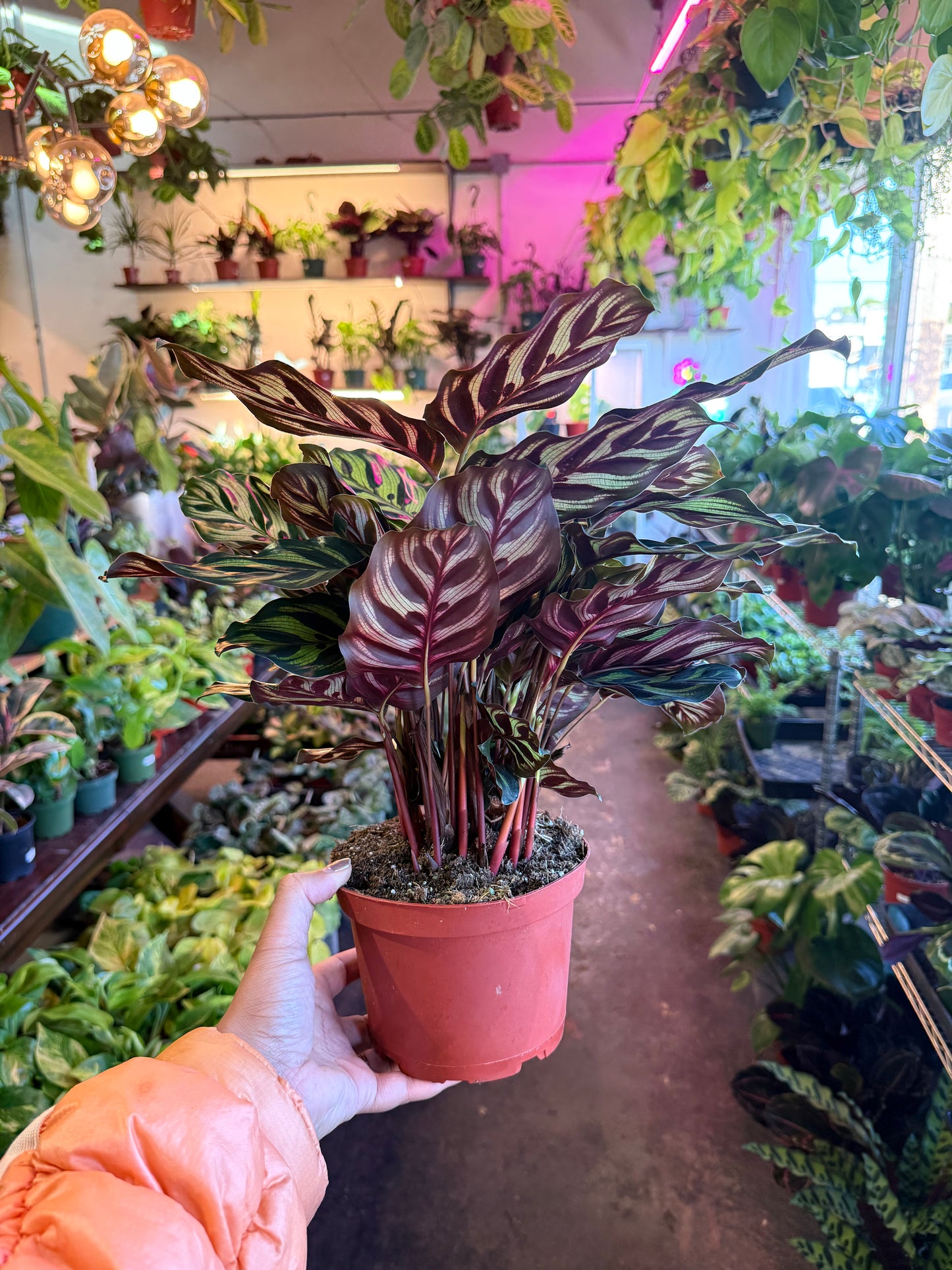 Calathea 'Makoyana'