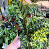 Calathea Lancifolia 'Rattlesnake'
