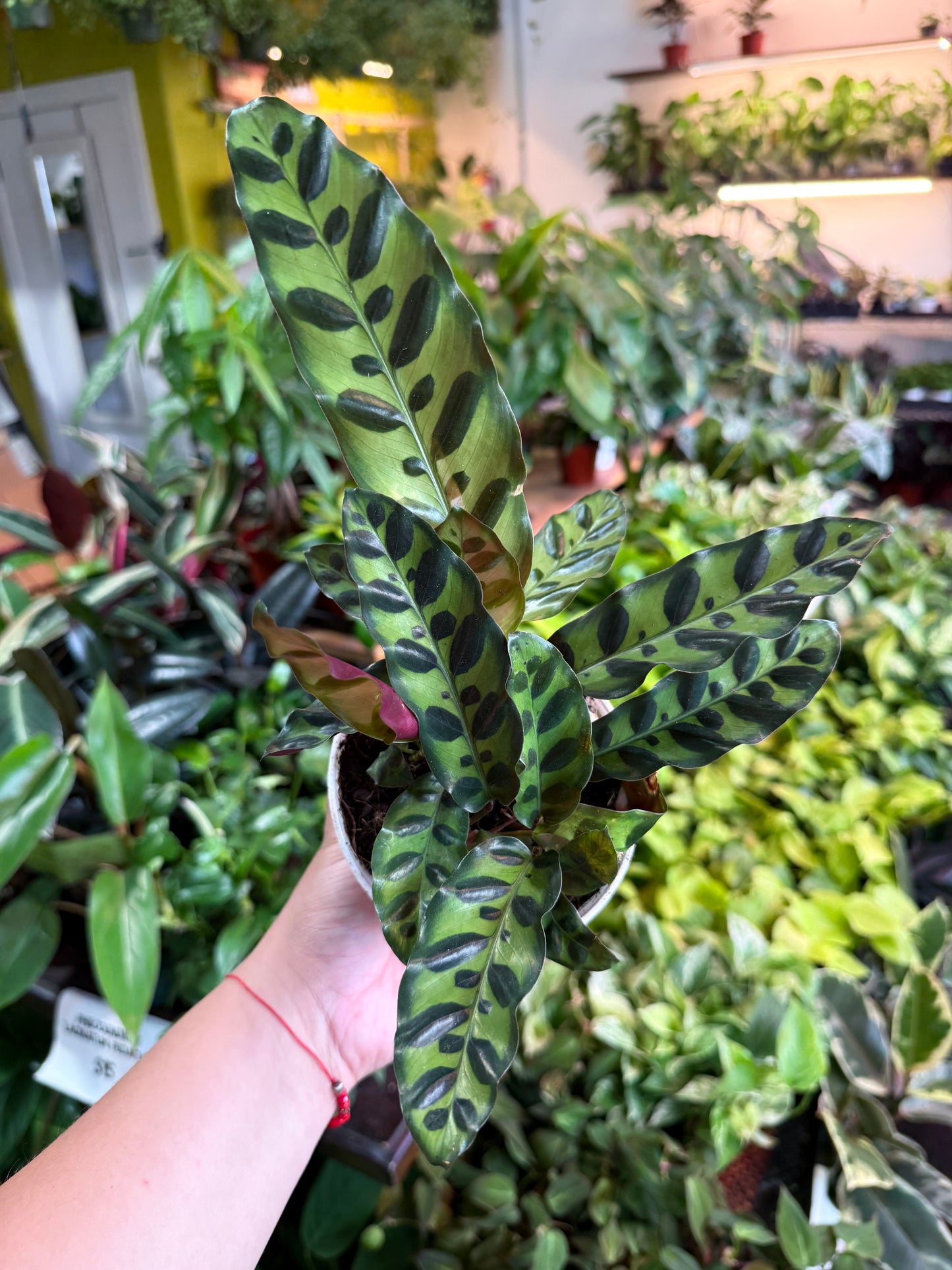 Calathea Lancifolia 'Rattlesnake'