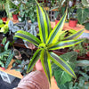 Dracaena 'Lemon Surprise'